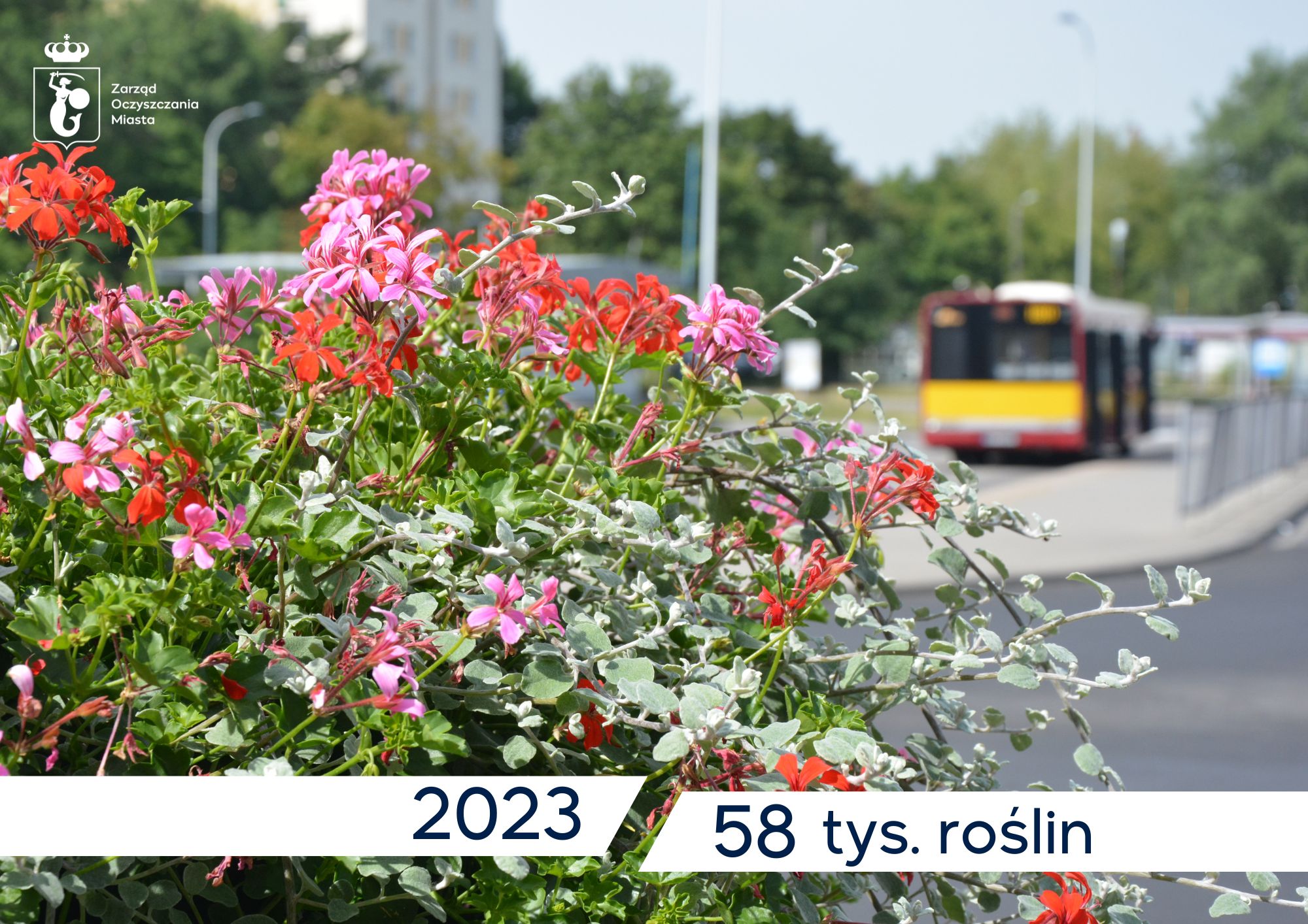 Pelargonie, w tle autobus na przystanku, tekst: 2023, 58 tys. roślin